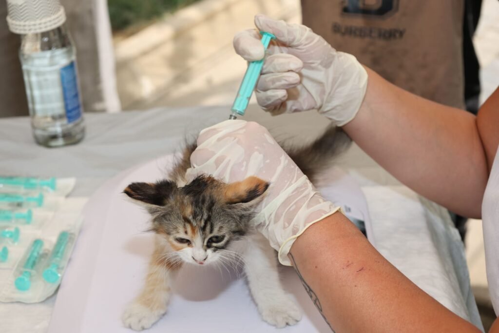 distemper vaccine for cats