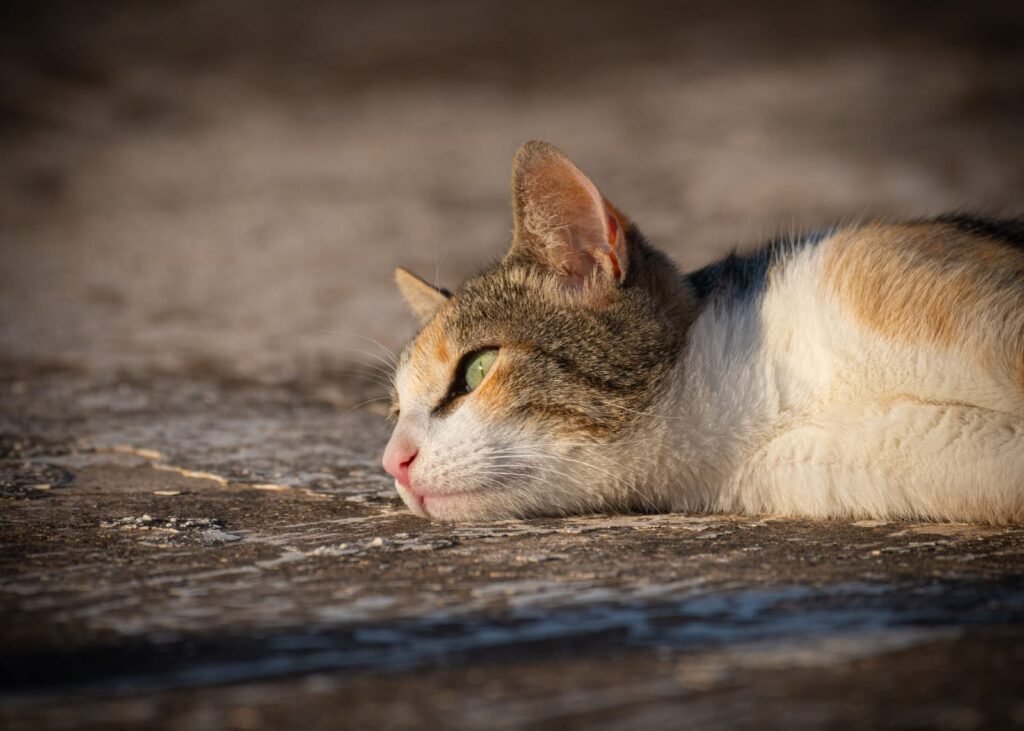 cat vomiting