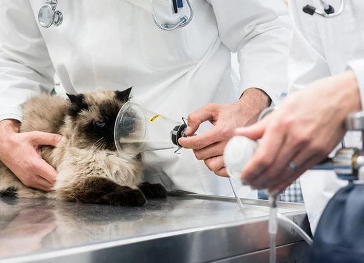 cat coughing