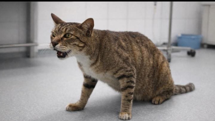 cat coughing