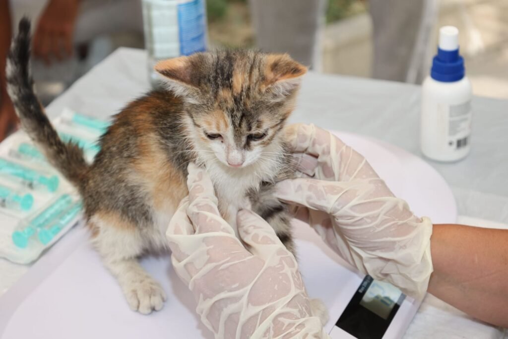 Distemper vaccine for cats