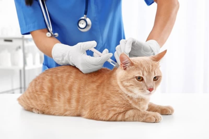 fvrcp vaccine