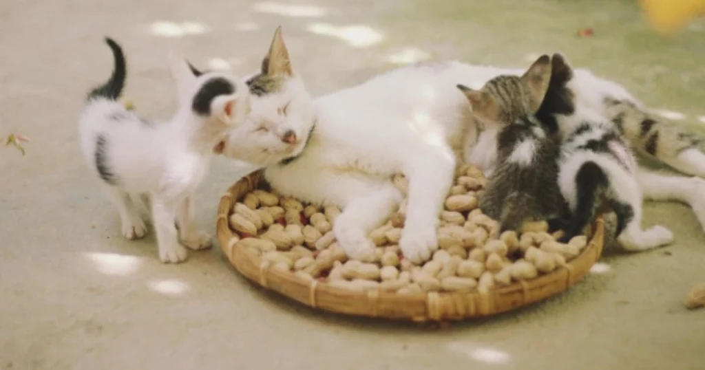Pregnancy cycle of cats