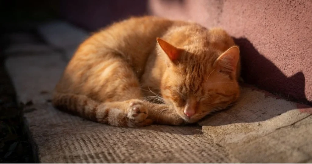 pregnancy cycle of cats