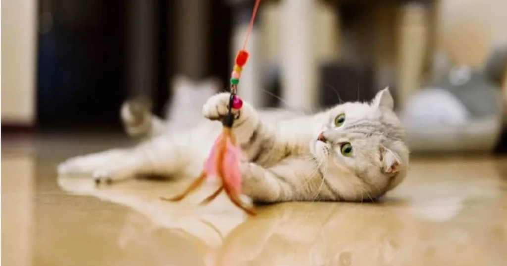 Why Do Cats Bring Toys? 7 Heartwarming Reasons Explained cats bring toys