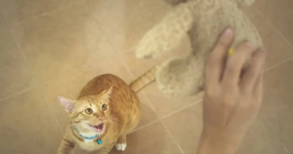 Why Do Cats Bring Toys? 7 Heartwarming Reasons Explained cats bring toys