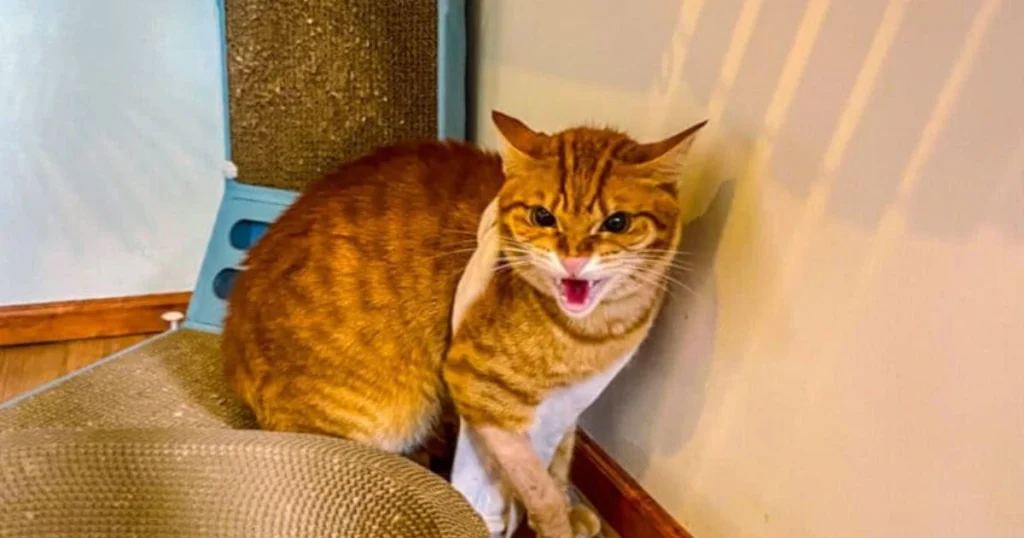 Cats Biggest Fear: 10 Things That Instantly Scare Your Cat cats biggest fear