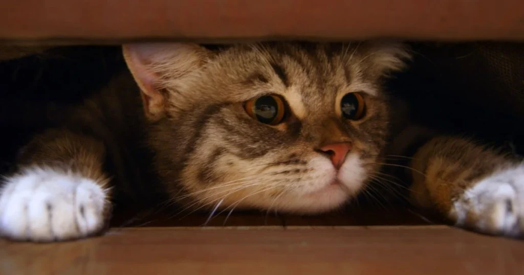 cats biggest fear