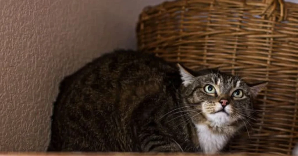 Cats Biggest Fear: 10 Things That Instantly Scare Your Cat cats biggest fear