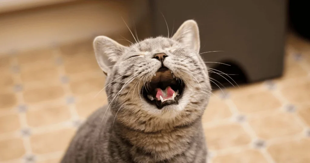 cat meow at night