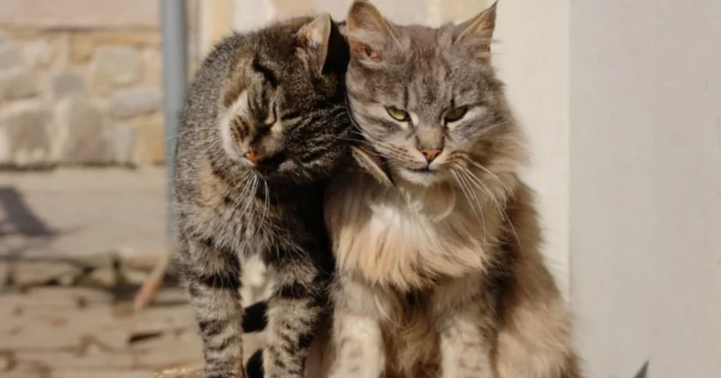 cat meow at night