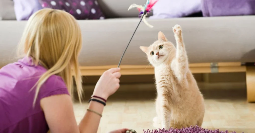 3-3-3 rule for cats