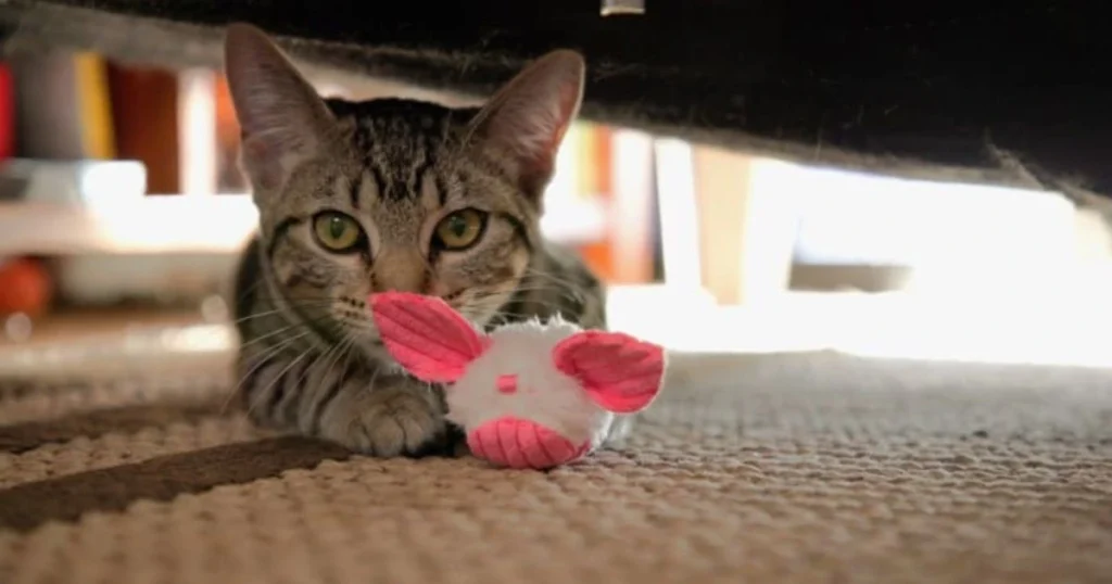 cats bring toys