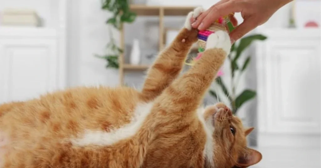 Why Do Cats Bring Toys? 7 Heartwarming Reasons Explained cats bring toys