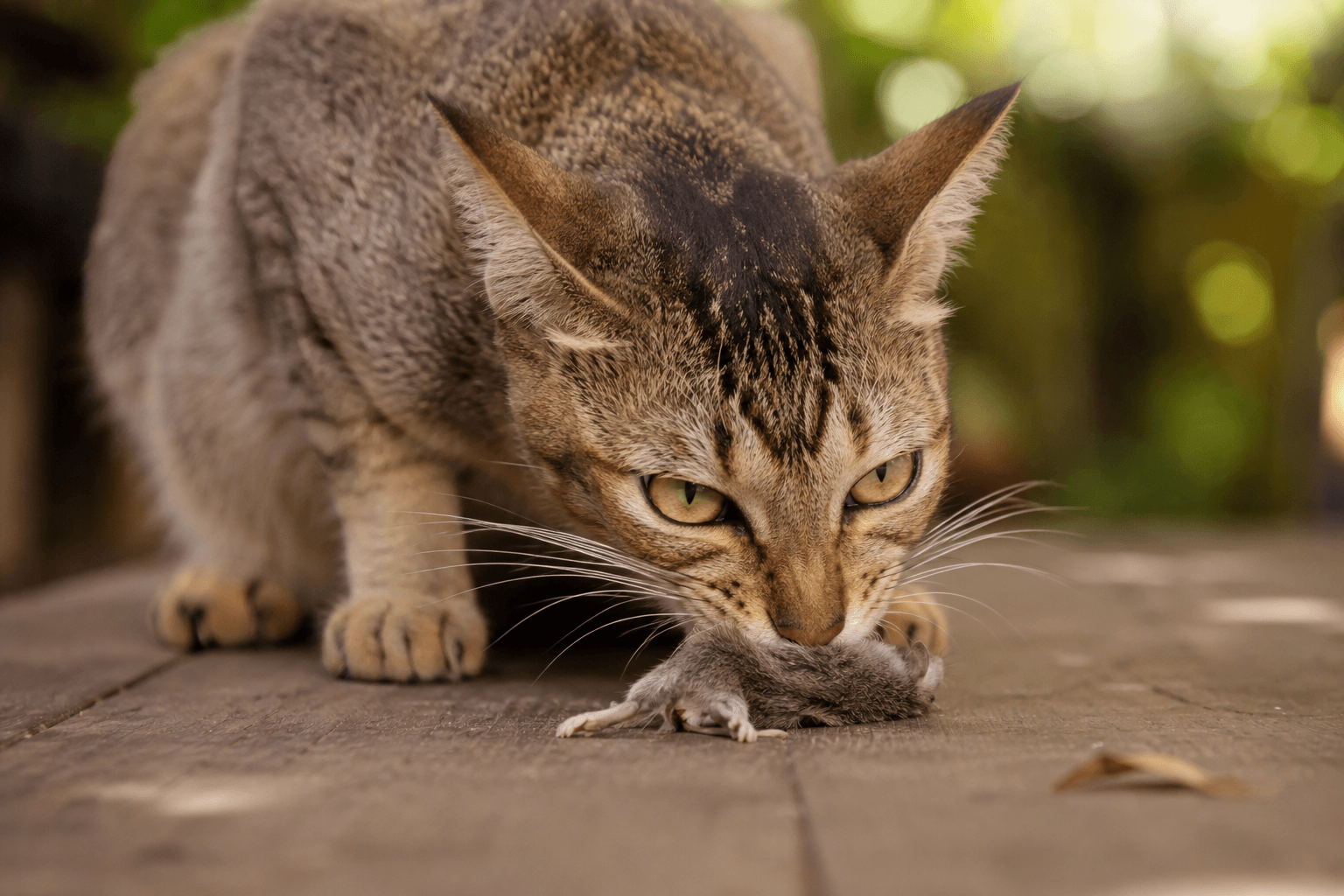 How often should you feed a cat?
