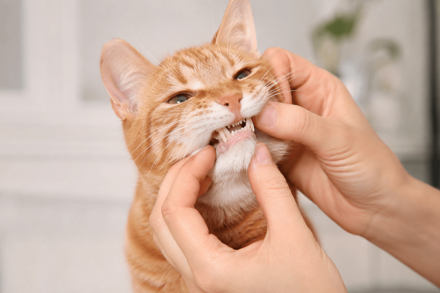 how to brush a cat's teeth