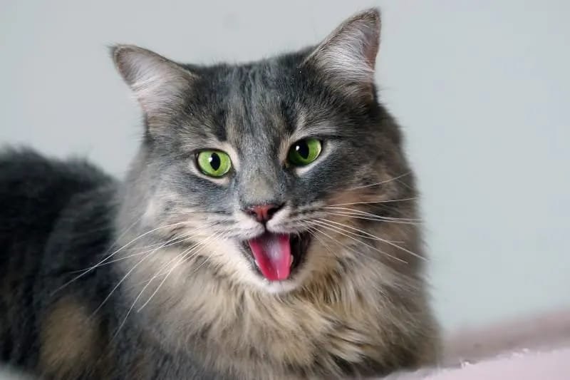 cat wheezing