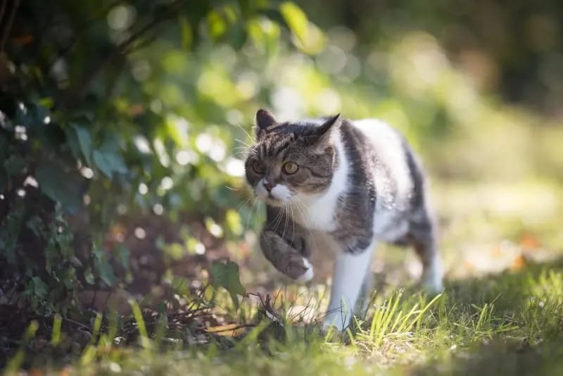 cat limping