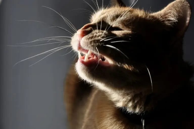 cat wheezing