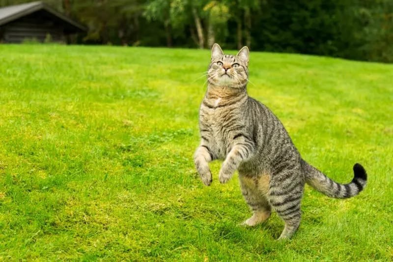 cat limping