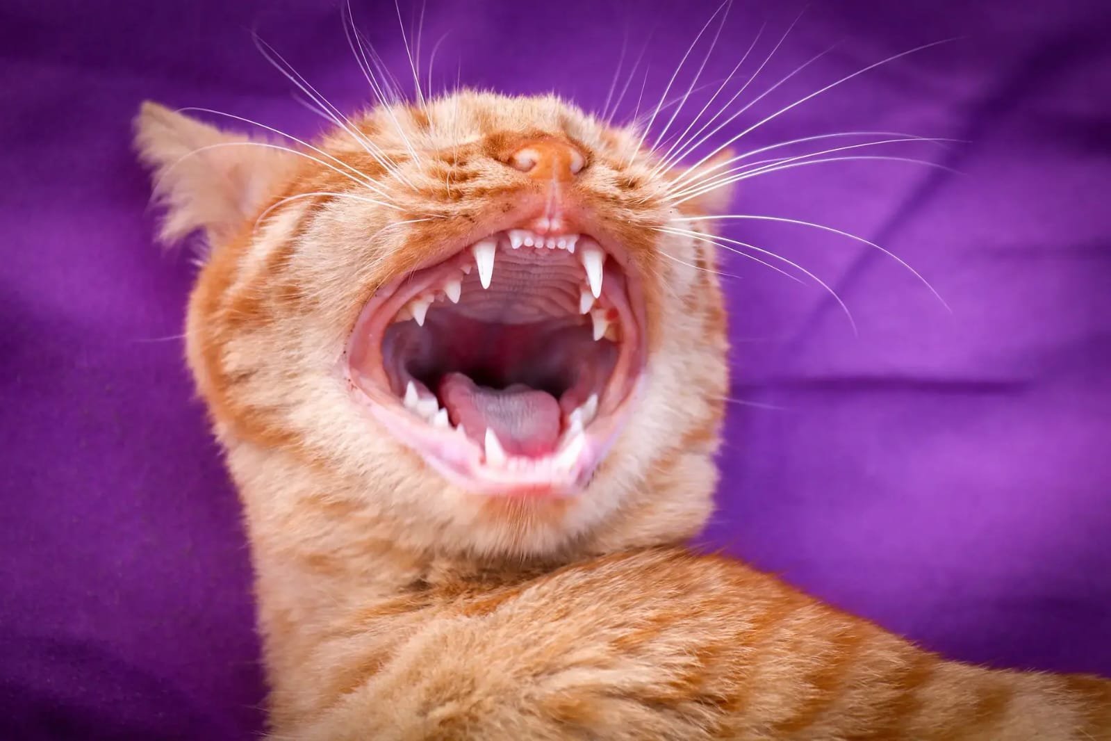 dental disease in cats