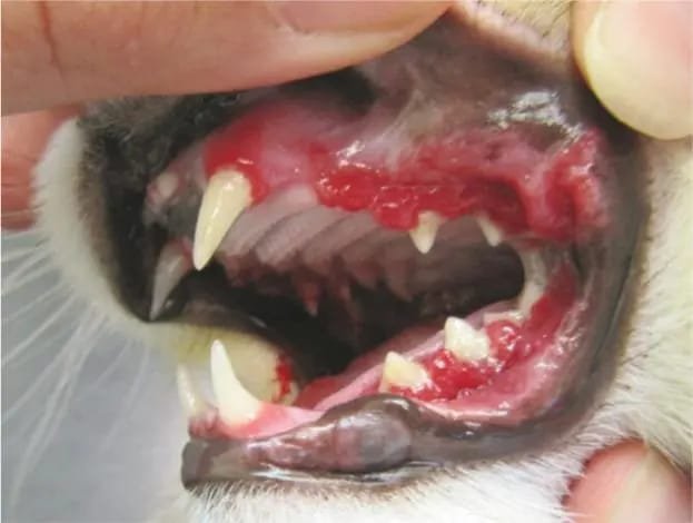 dental disease in cats