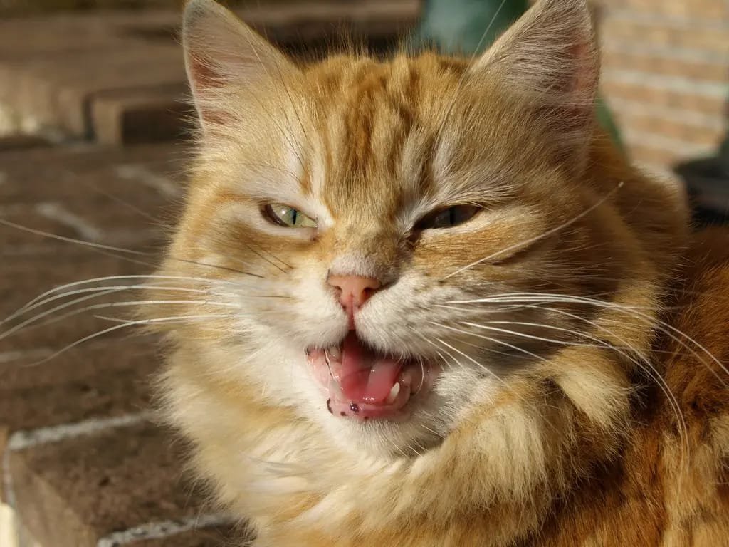 cat mouth ulcers
