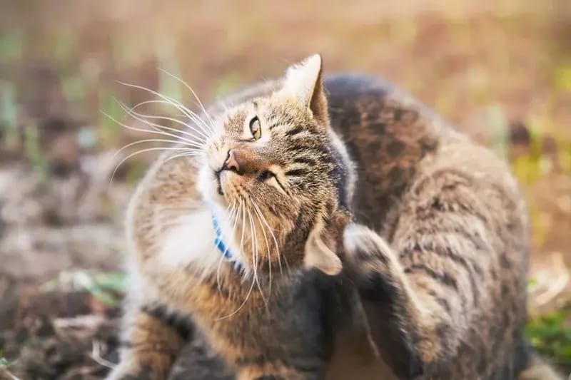 Ear mites in cats