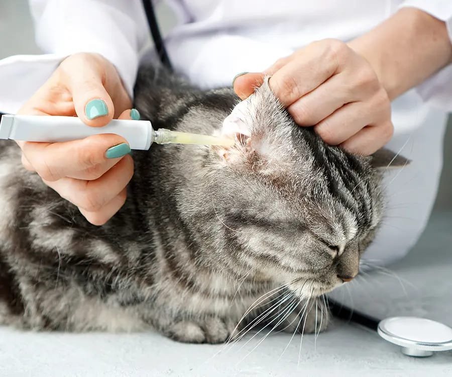Ear mites in cats
