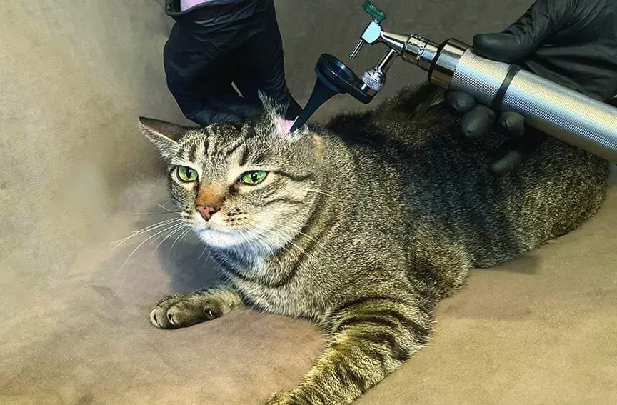 Ear mites in Cats