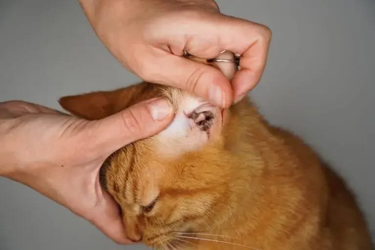 Ear mites in Cats