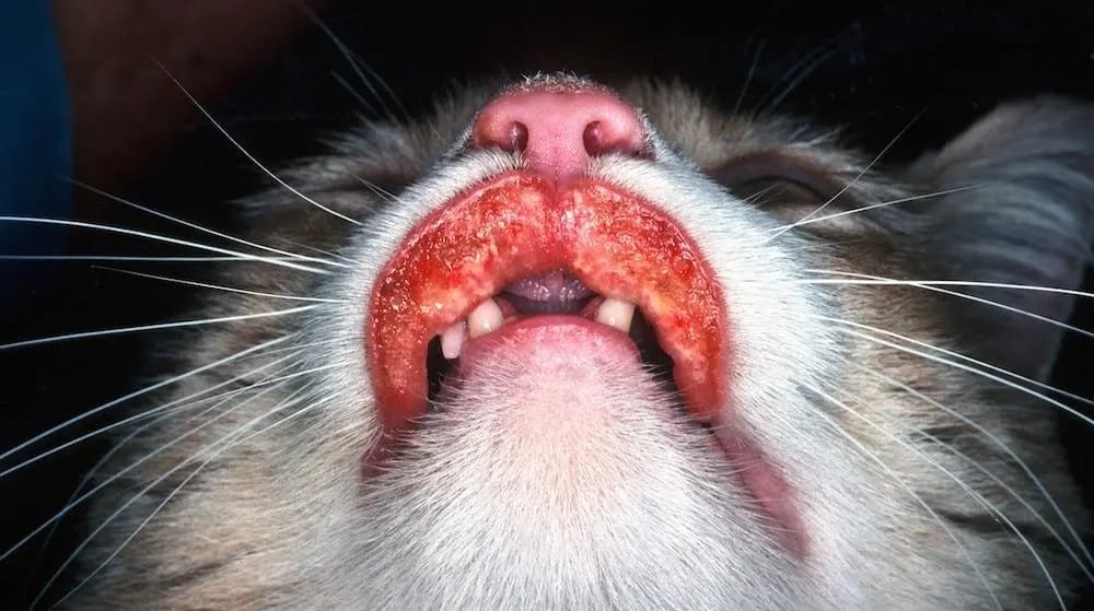 Cat Mouth Ulcers: What Every Cat Owner Should Know cat mouth ulcers