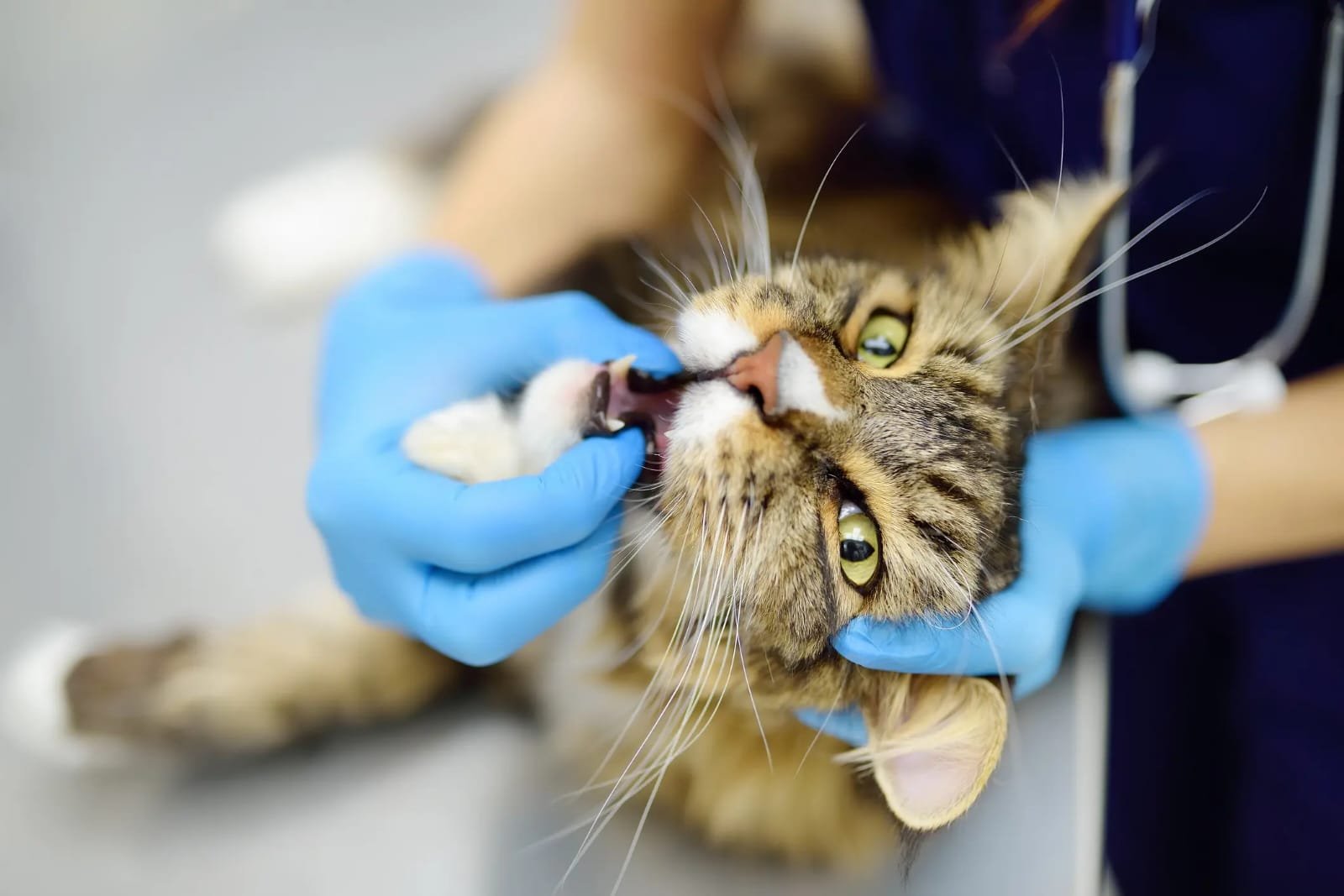 Cat Mouth Ulcers: What Every Cat Owner Should Know Cat Mouth Ulcers