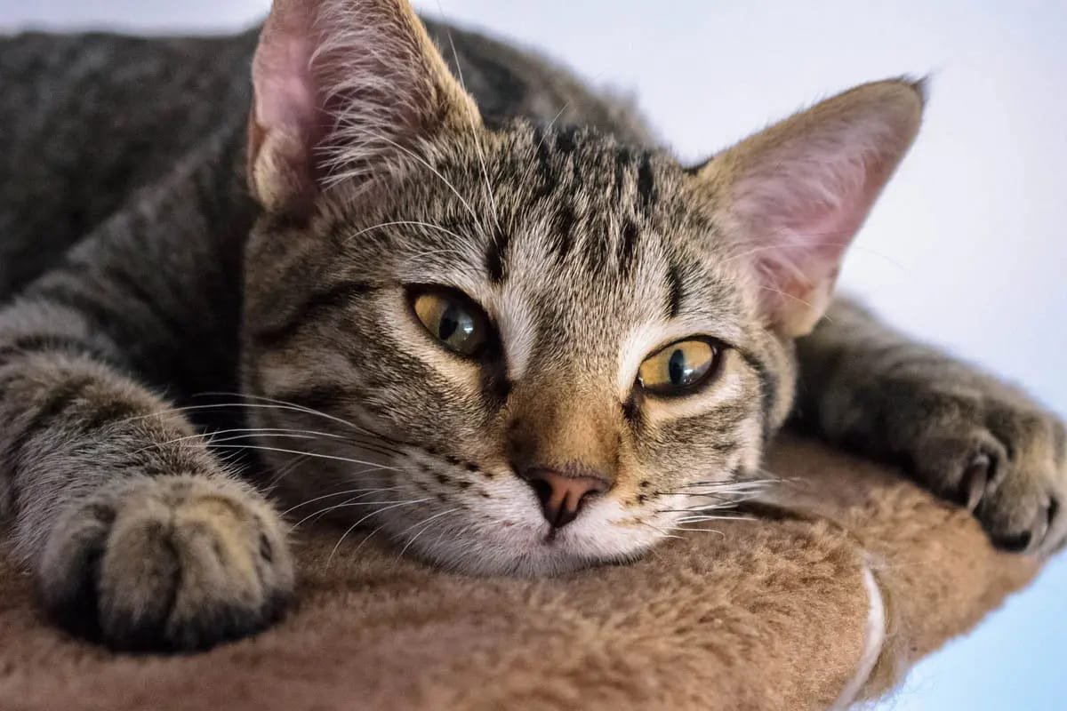 Blood in cat stool