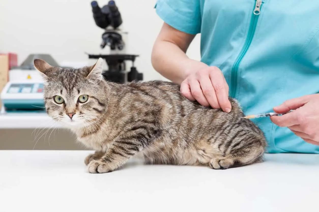 Blood in Cat Stool: What It Means and When to Worry blood in cat stool