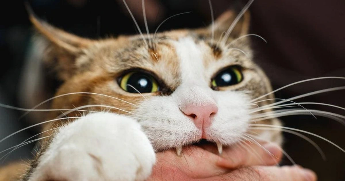why do cats bite