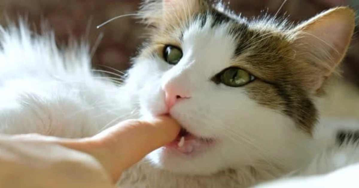 why do cats bite