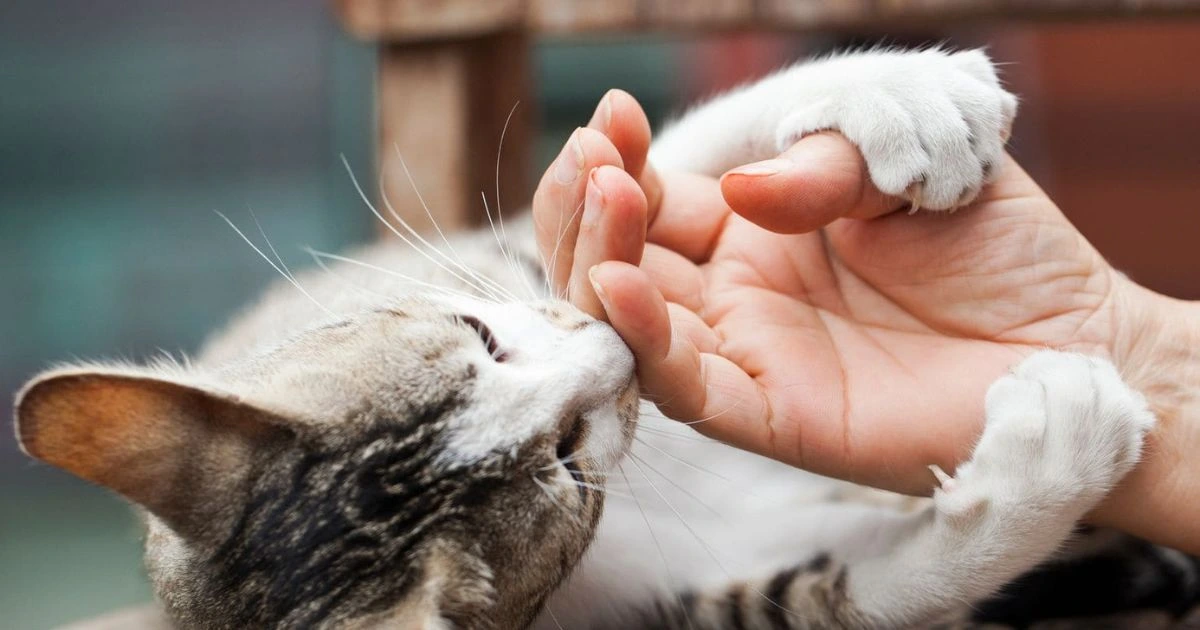 why do cats bite