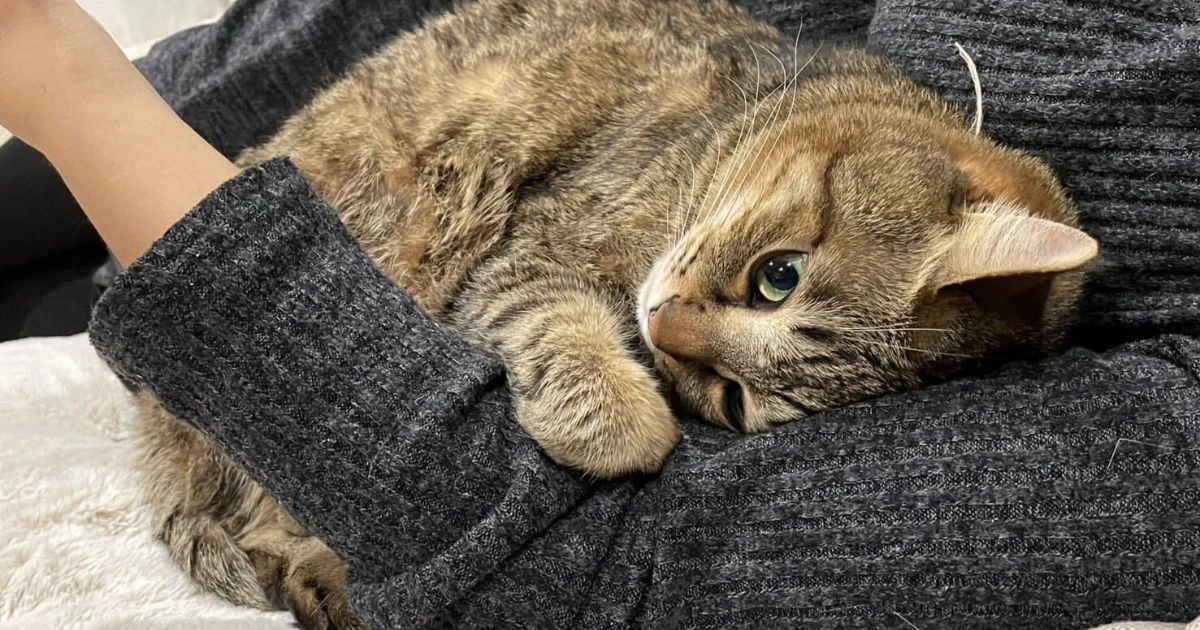 Why Does My Cat Make Biscuits on Me