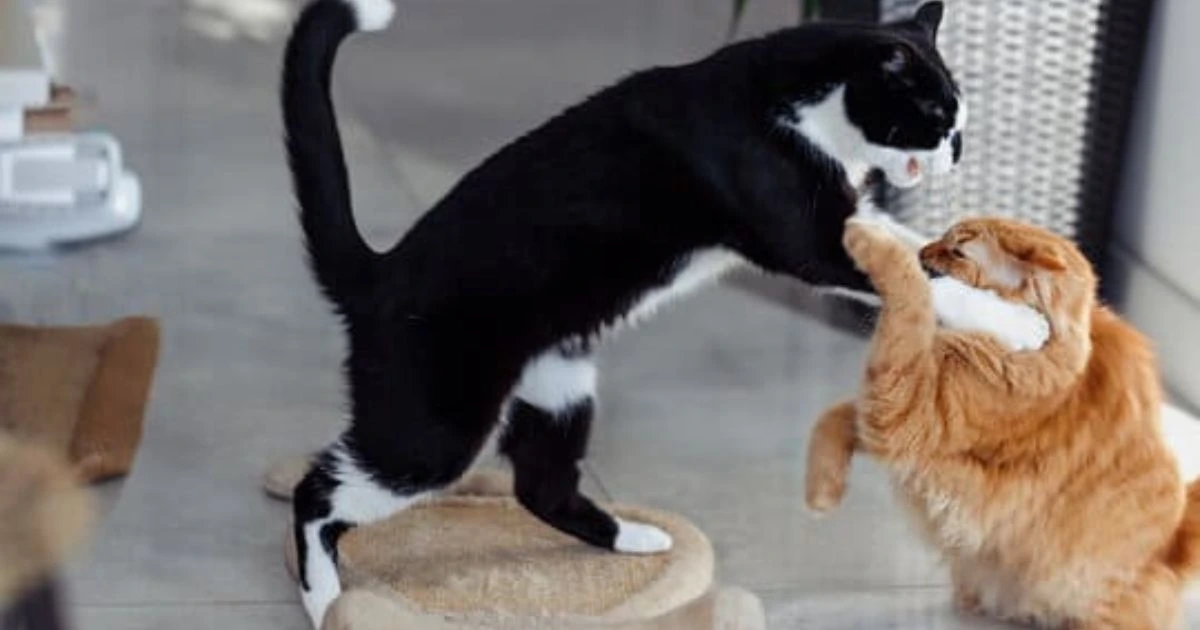 How to Tell If Cats Are Playing or Fighting