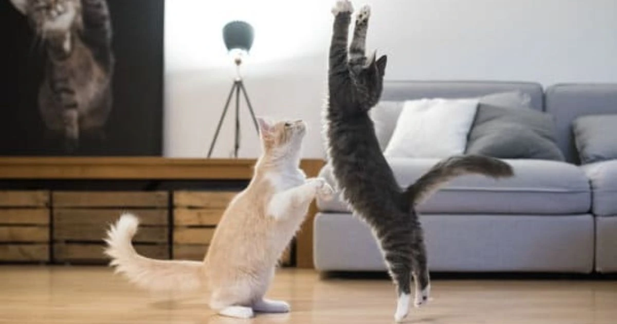 How to Tell If Cats Are Playing or Fighting