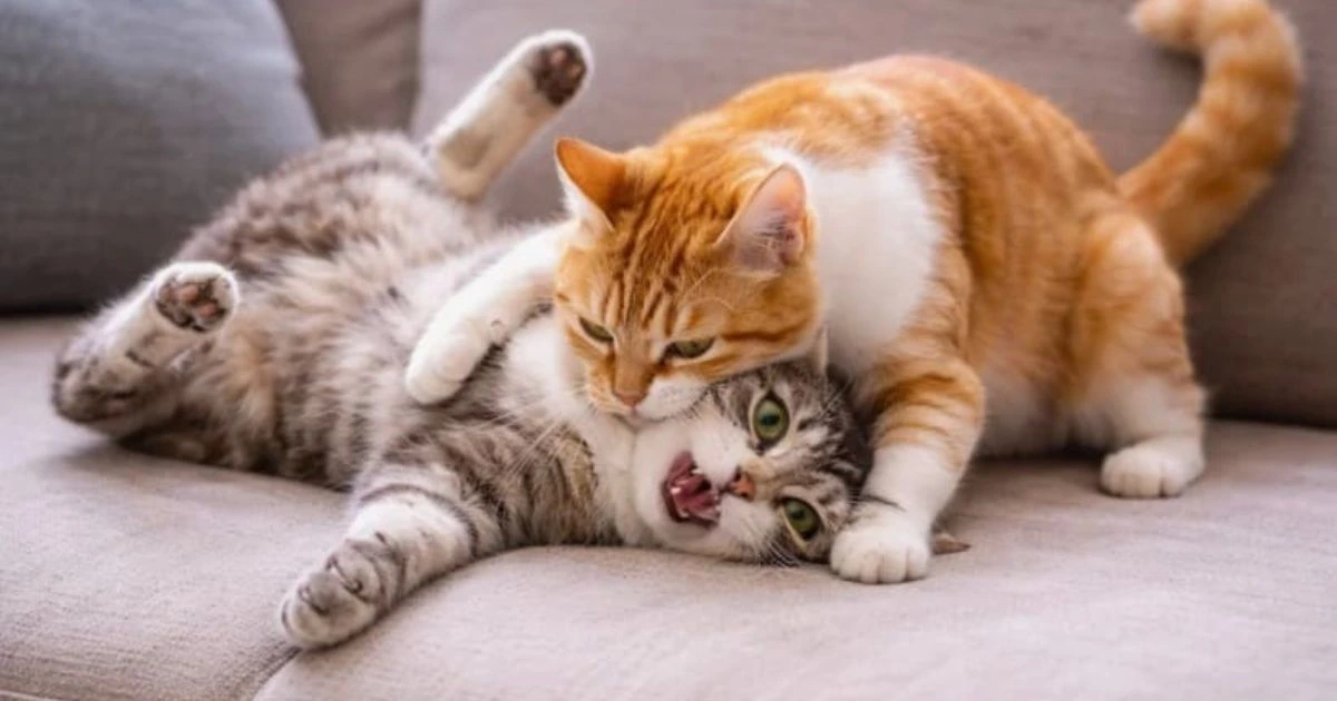 catiology