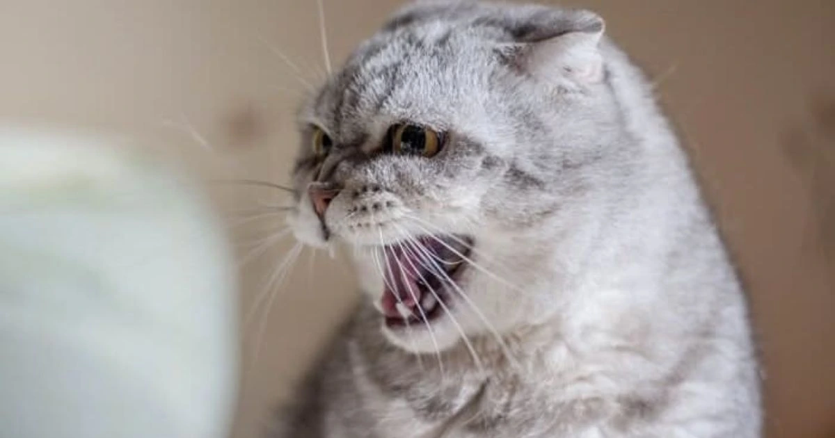 why do cats growl