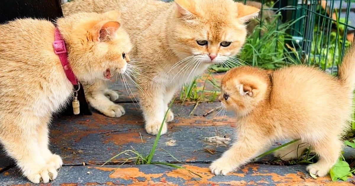 why do cats growl