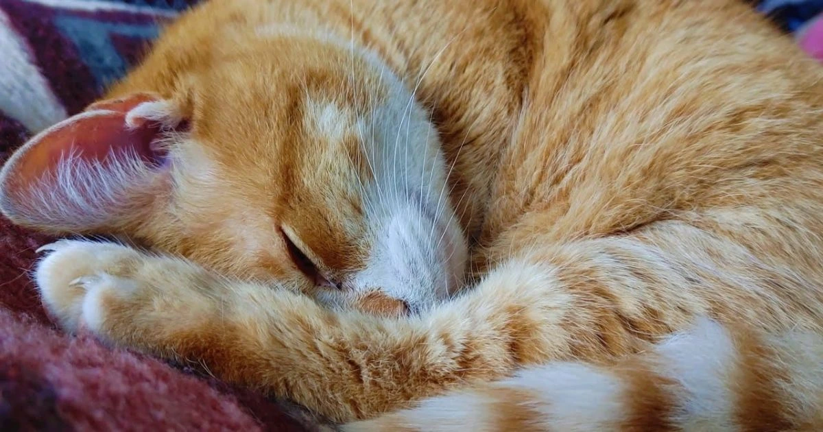 why do cat twitch in their sleep