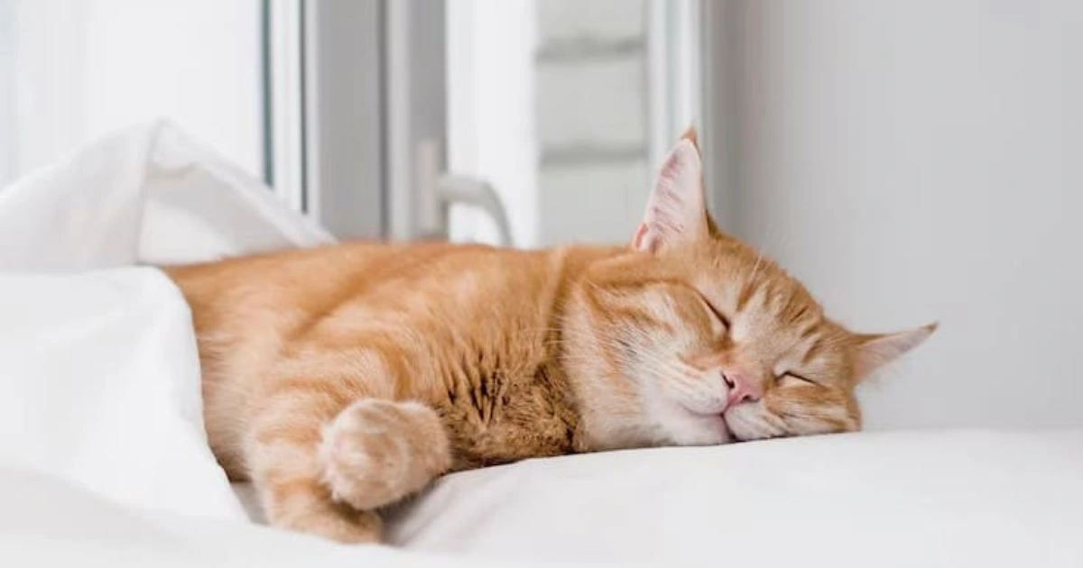 why do cat twitch in their sleep