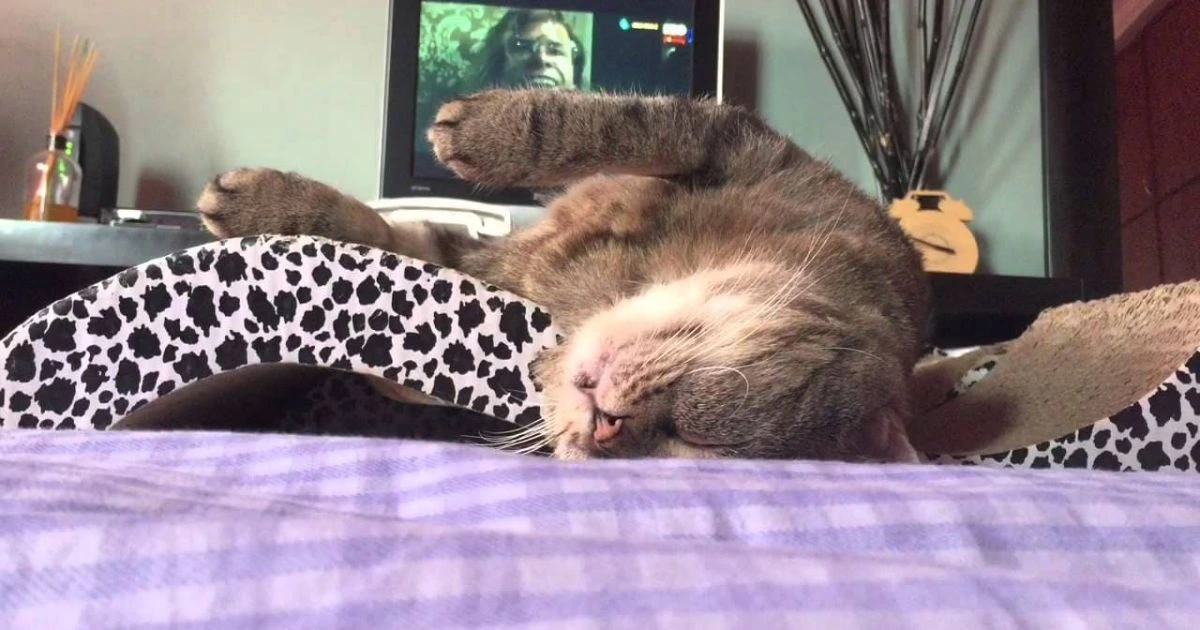 why do cat twitch in their sleep