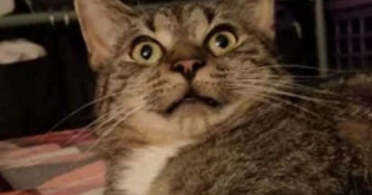 why do cat twitch in their sleep